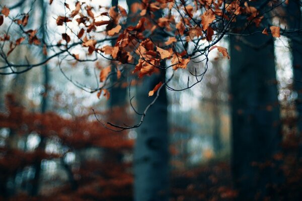 Dry yellow leaves on a branch in autumn