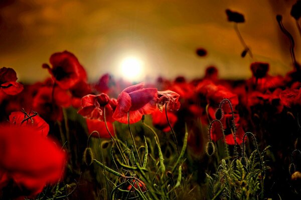 A field with red poppies at dawn