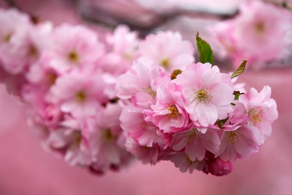 Sakura branch : pink flowers and green leaves yellow