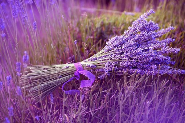 Bouquet of lilac flowers in the field