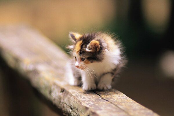 Un pequeño gatito camina cobarde por un árbol