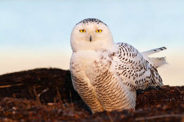 Hibou des neiges aux yeux jaunes