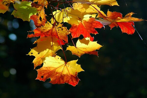 Hojas rojas y amarillas de otoño