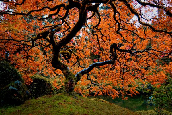 Autumn trees in the Japanese garden in Portland