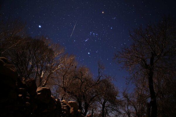 Image of the starry sky on the background of the forest