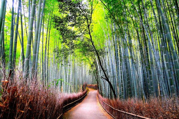An empty road on a background of trees