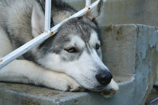 A sad gray dog with a white muzzle lay down on the steps