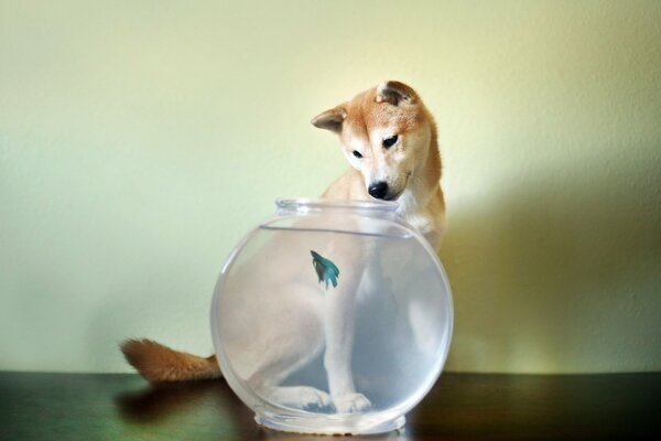 Chien avec aquarium et poisson
