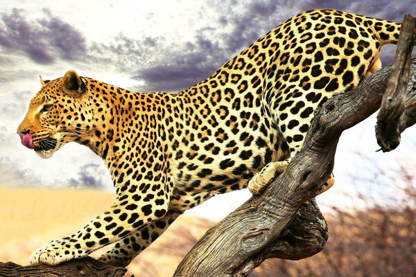 Leopard schleicht sich über einen Ast