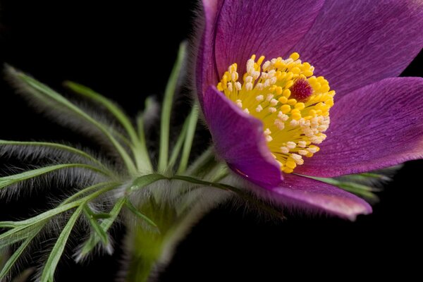 Flor del sueño-hierba sobre fondo negro
