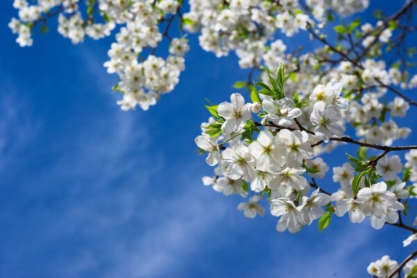 Blühende Kirschblüten auf dem Hintergrund des blauen Frühlingshimmels