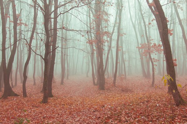 Petit brouillard d automne dans la forêt