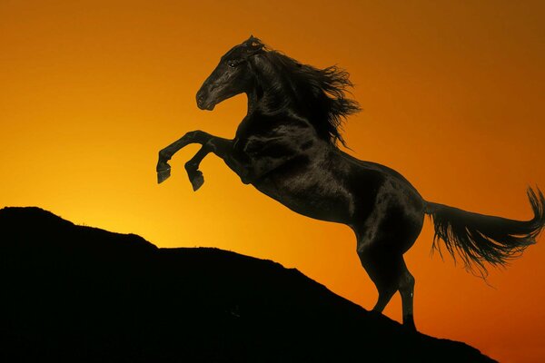 Pferd mit sich entwickelnder Mähne im Hintergrund des Sonnenuntergangs