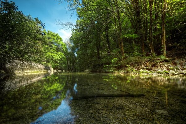 Photo d une forêt verte avec une rivière transparente