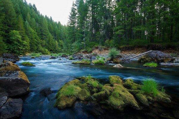 Belleza del bosque junto a un río ruidoso