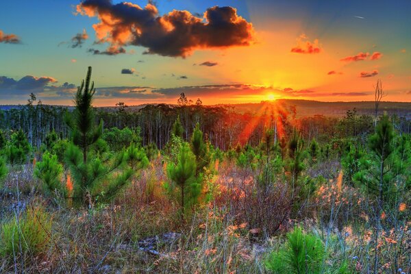 Fascinante paisaje de árboles jóvenes al atardecer