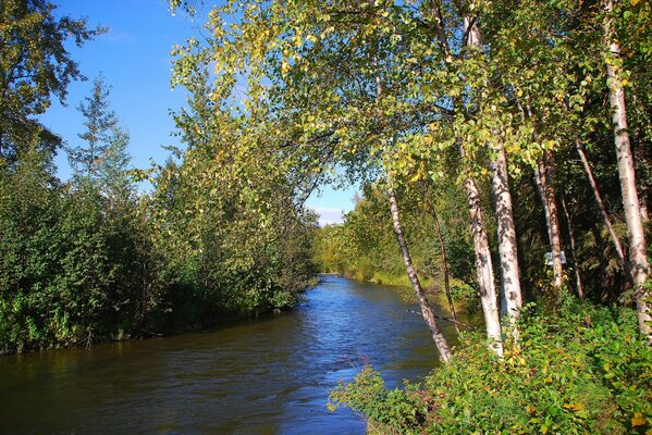 River in the forest among the birches