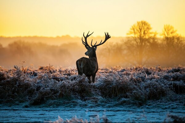 The beautiful horns of the moose have grown