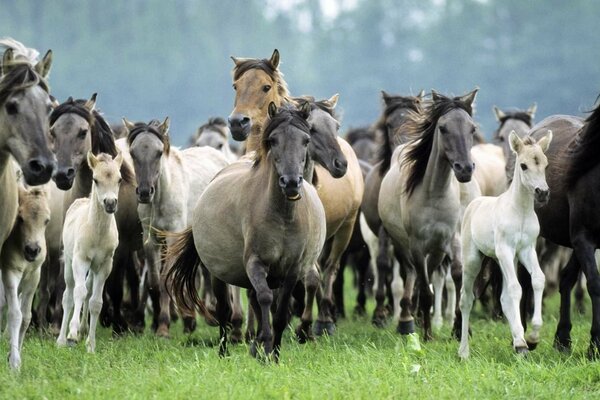 Un branco di cavalli si precipita nella steppa