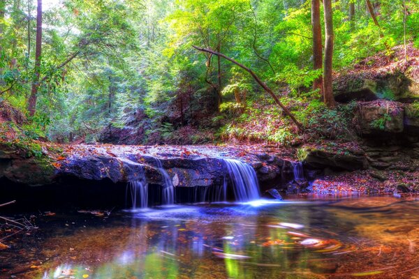 Der Wald spiegelt sich in der Oberfläche des Teiches wider