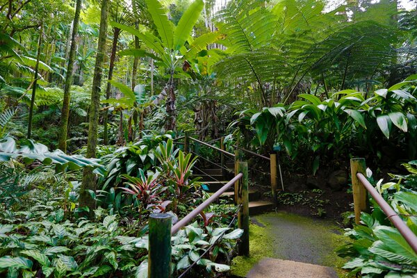 Nature hawaii beautiful garden