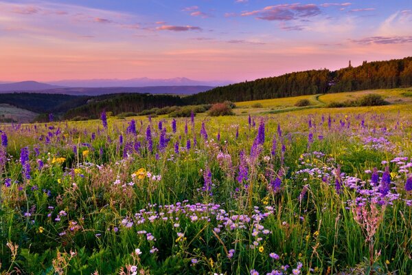 Landscape with flowers in a meadow in a valley