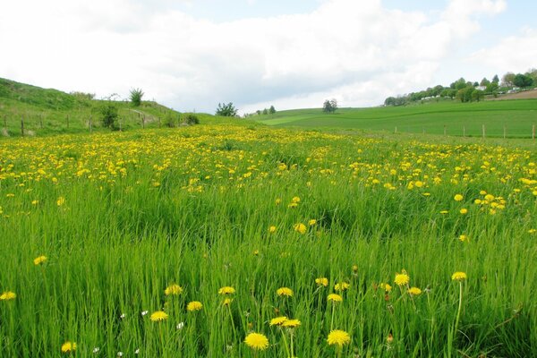 Yellow dandelions in a green field
