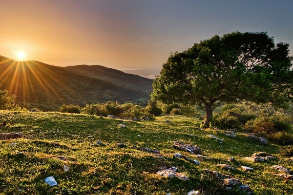 Alba da dietro le montagne in una riserva con un albero