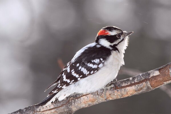 A fluffy woodpecker on a branch ruffled up