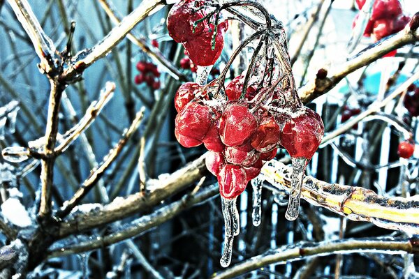 Frosty viburnum berries in ice