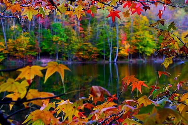 Trees with yellow-red leaves near the river