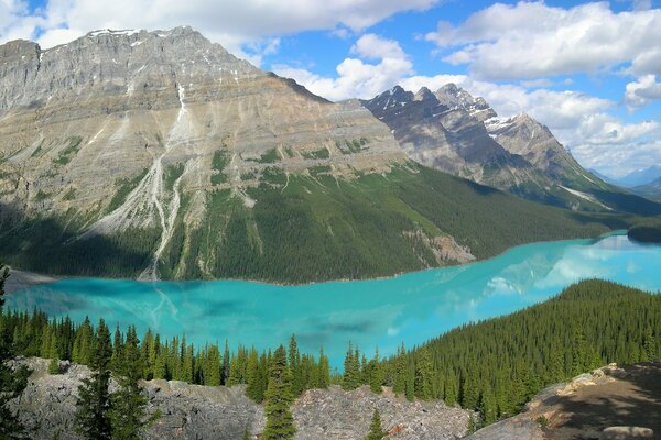 Lac de montagne propre dans la forêt de pins