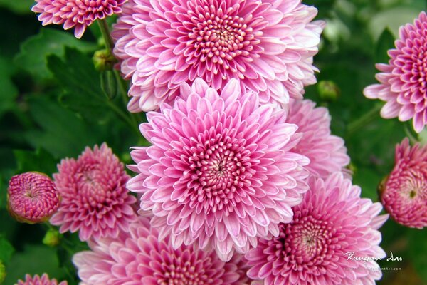 Schöne rosa Blumen Charisma