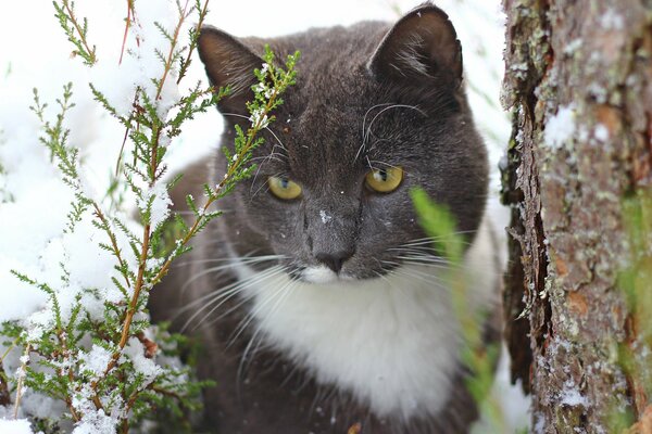 Кошка наблюдает в снегу рядом с деровом
