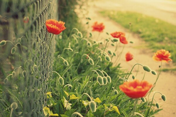 Red poppies in the grass near the fence