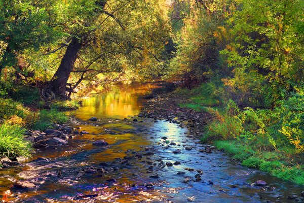 Landscape with a rocky river in the forest