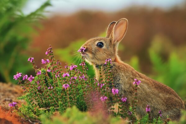 The hare hides in the field grass