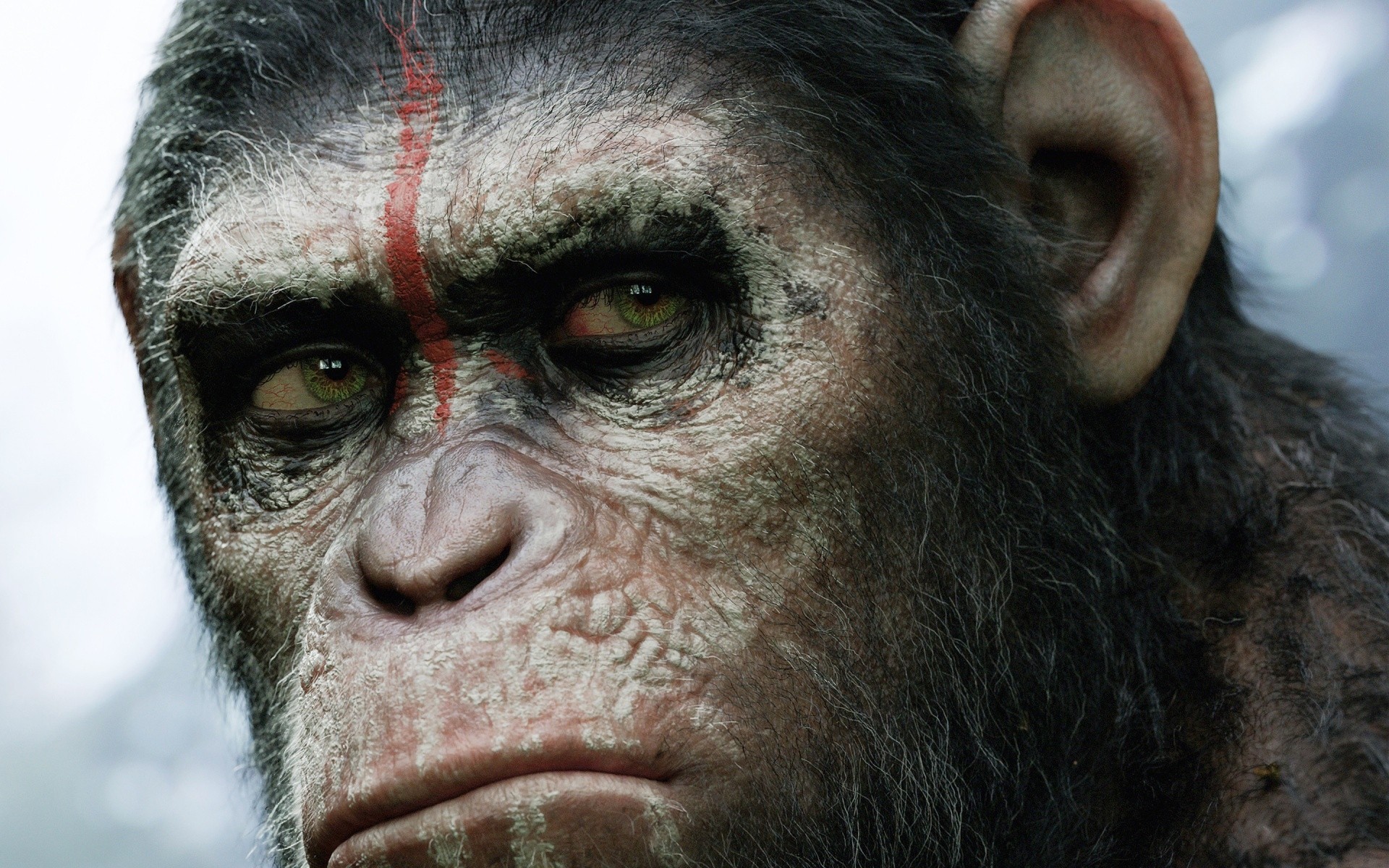 planet of the apes revolution views animals fiction mood 2014 monkey