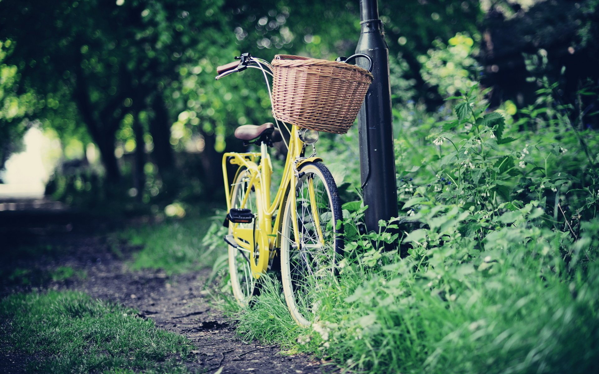 strada bicicletta parco