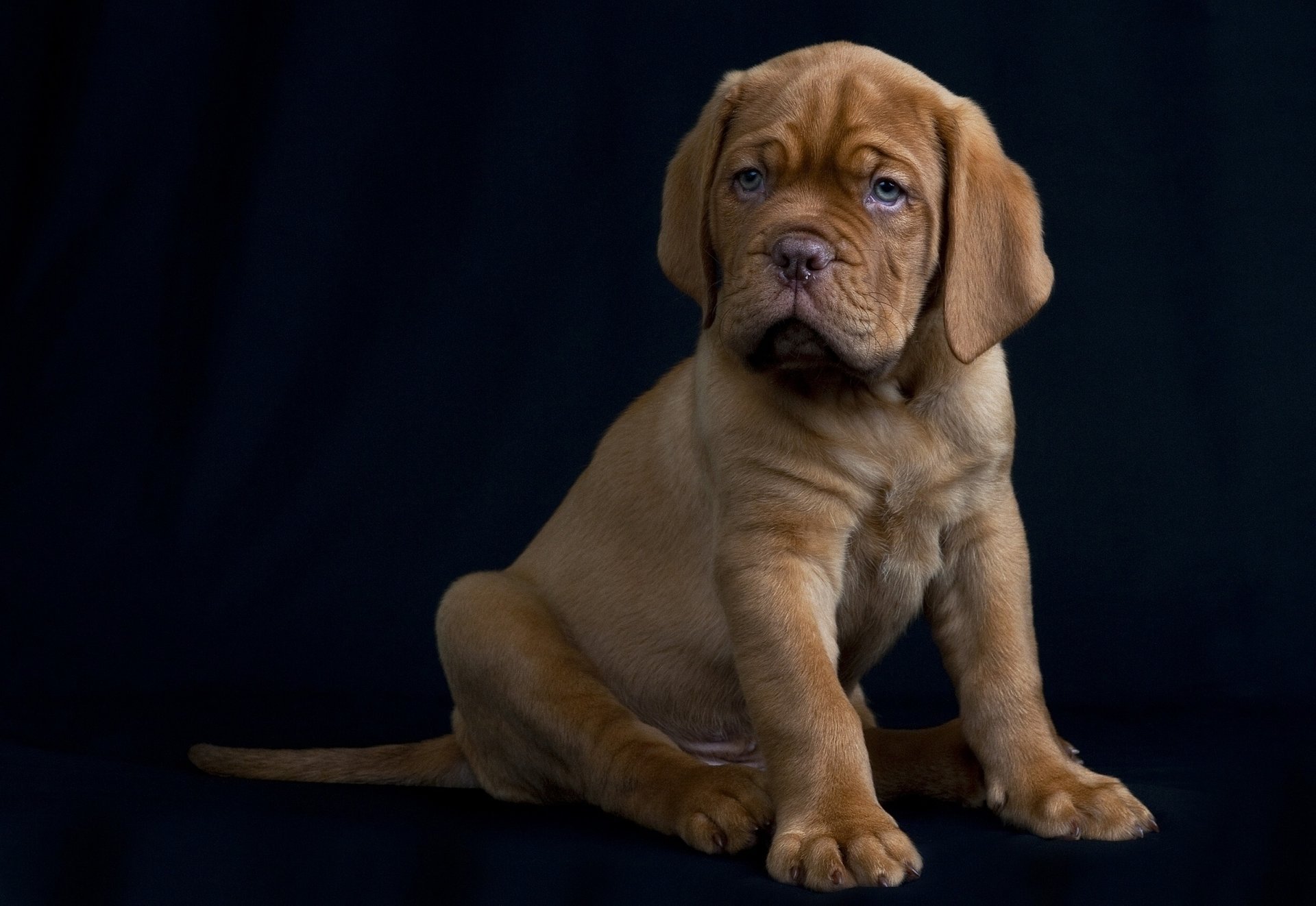 puppy dog black background