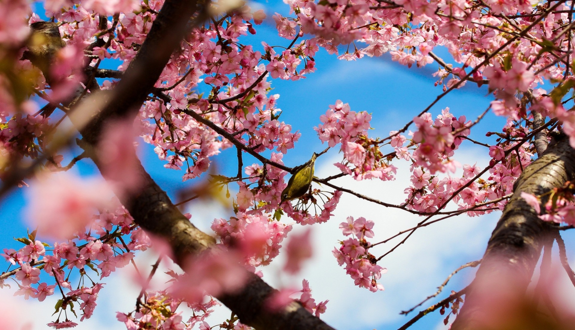 bäume tokio blumen park blüte japan sakura