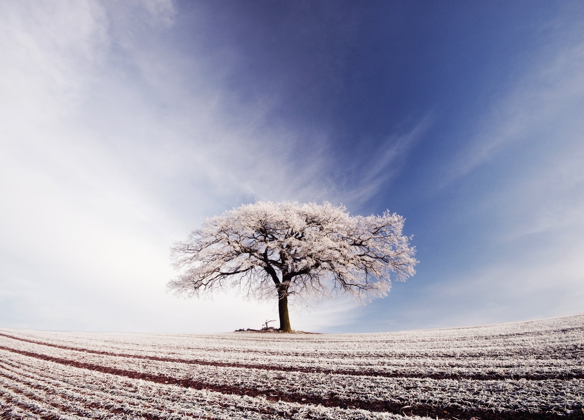 the sky clouds tree field frost