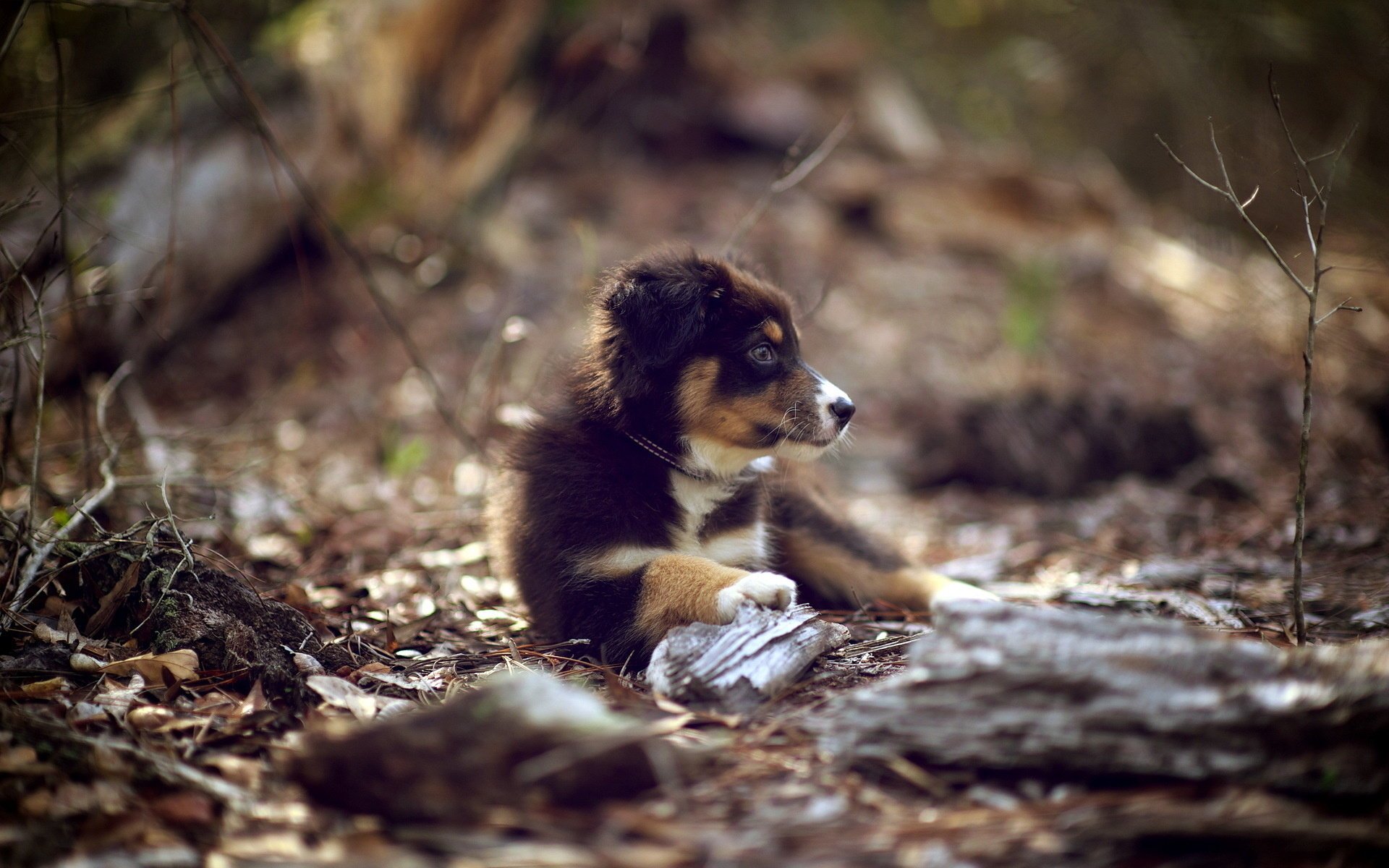 cane natura cucciolo