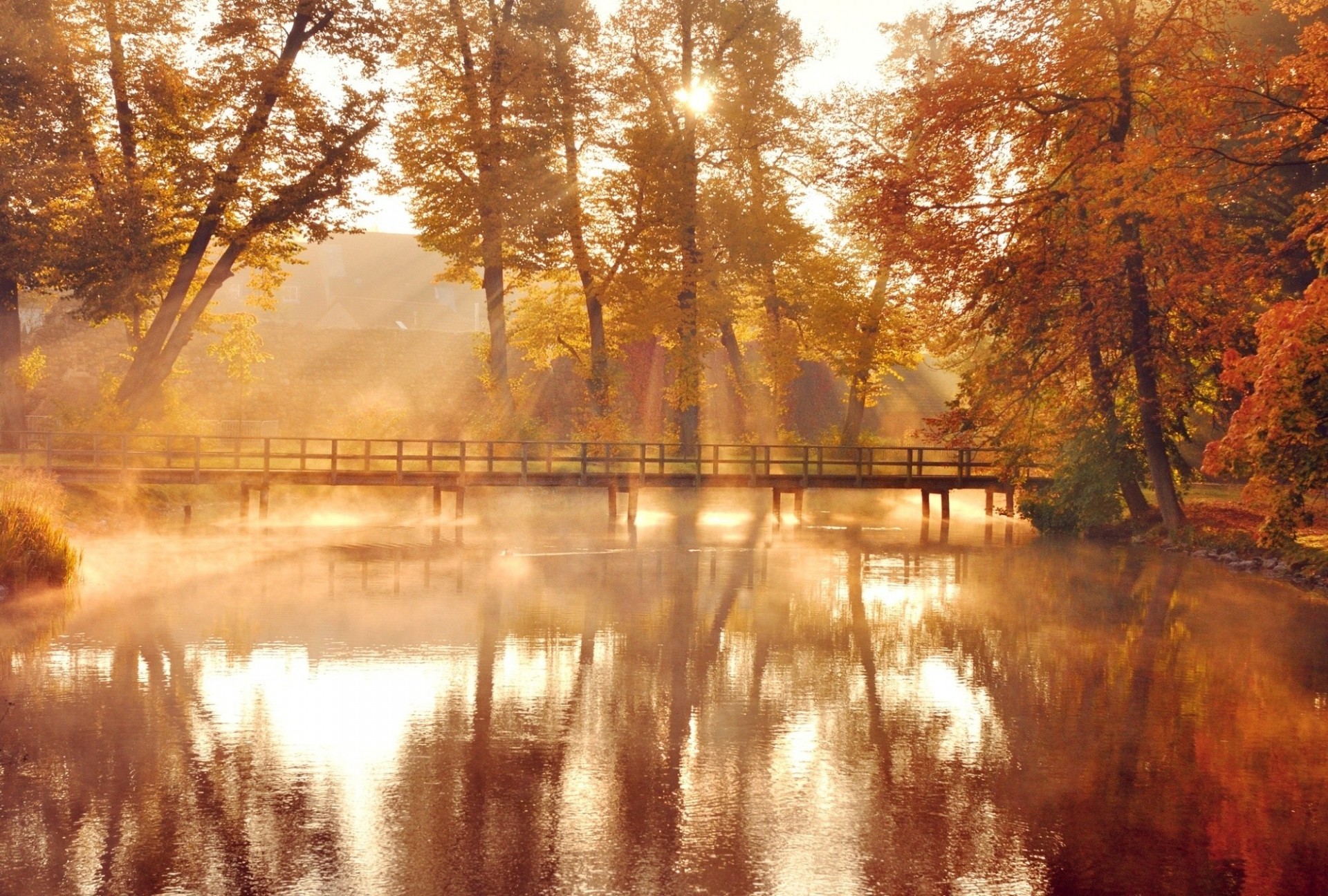 foglia autunno alberi natura