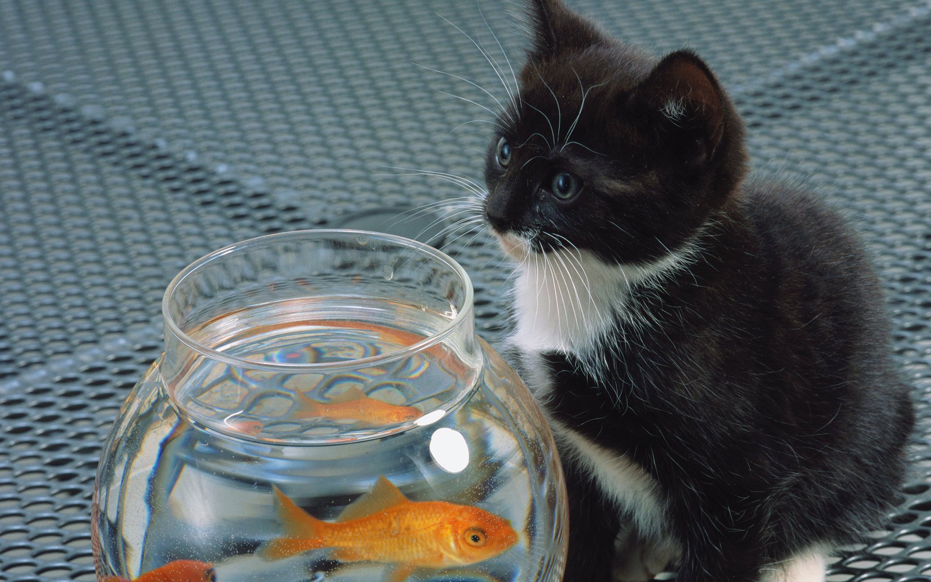 gatto bianco gattino pesce gatto gatto acquario nero