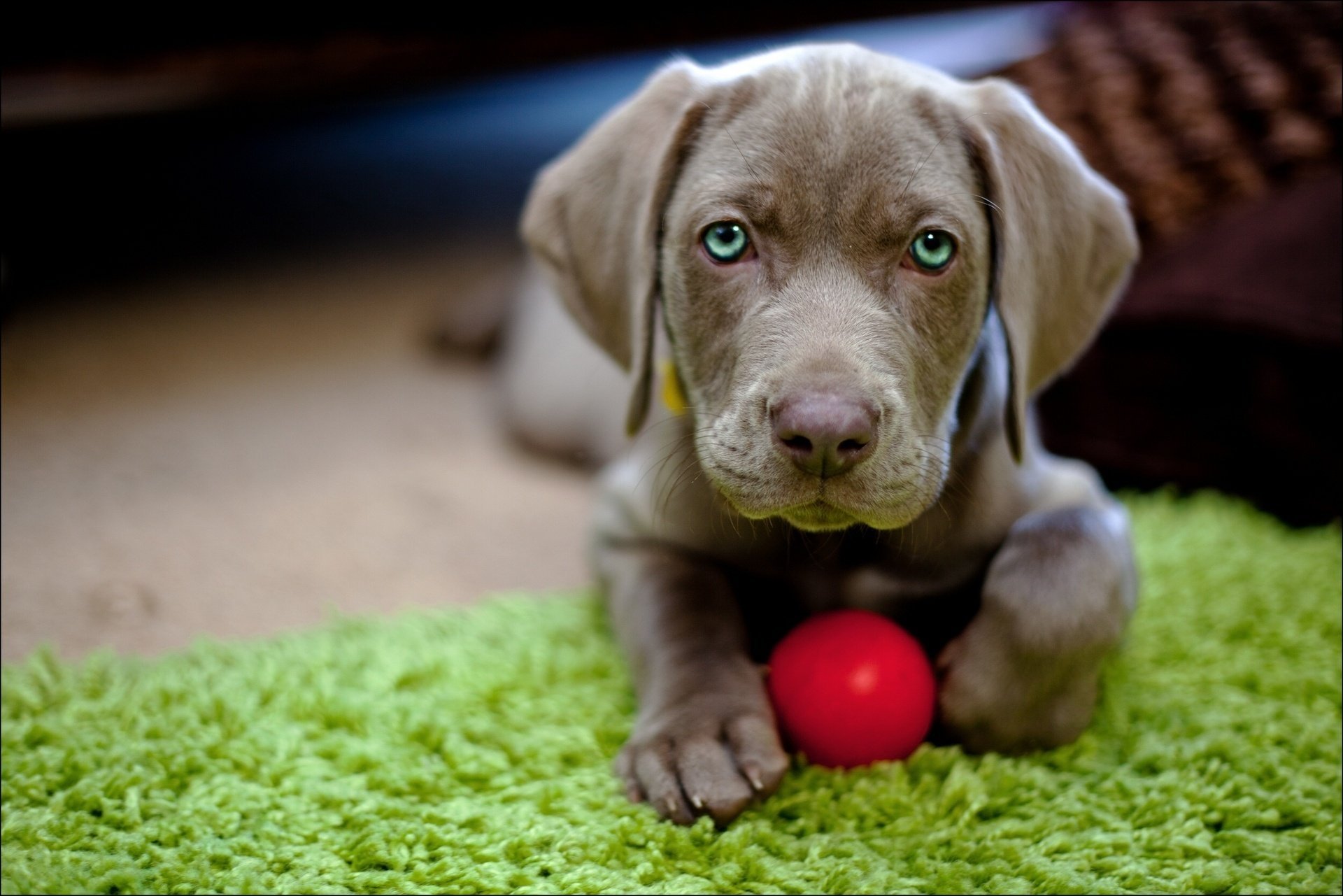 chiot regard balle