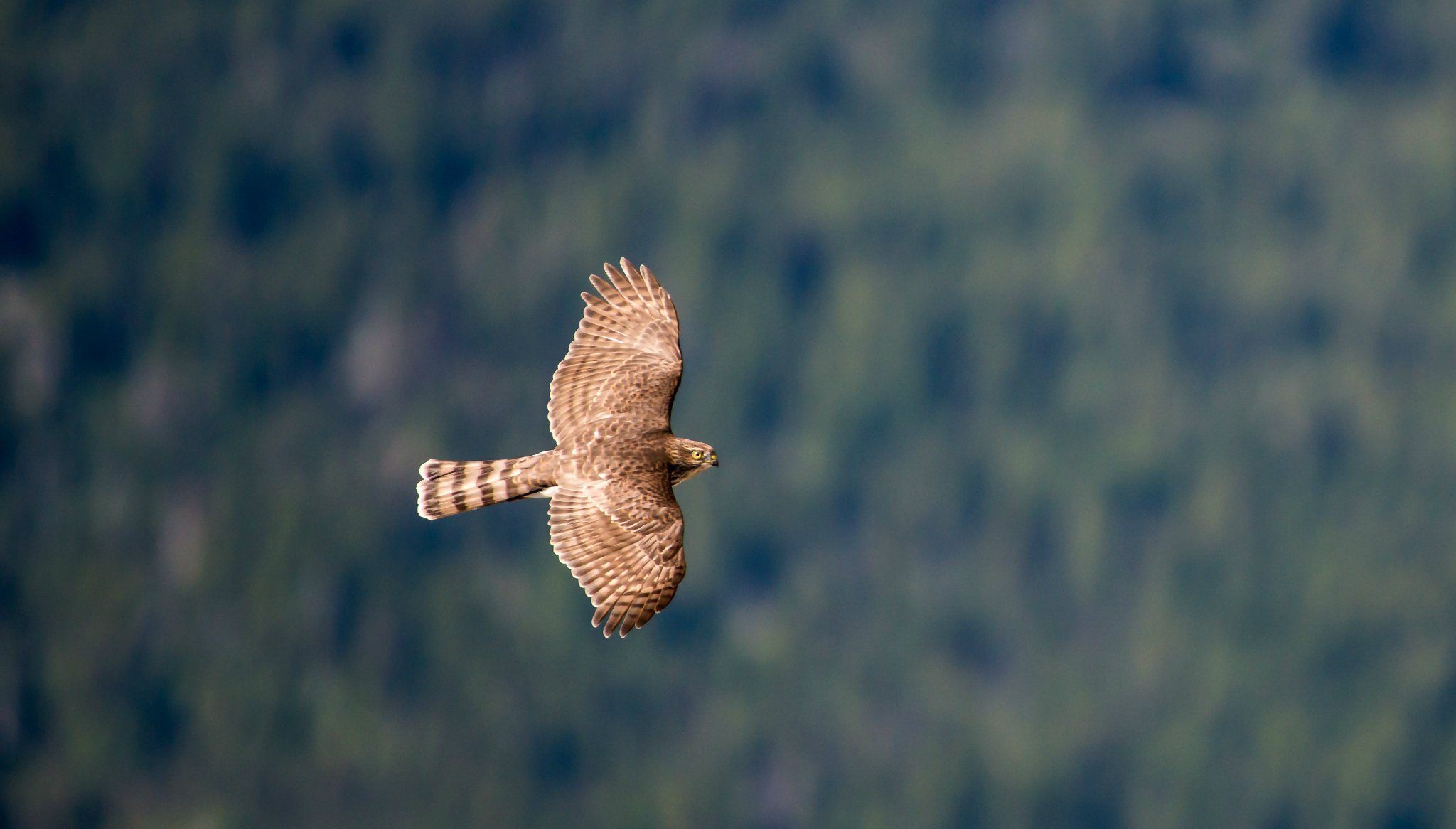 uccello falco uccello falco volo ali sbattere