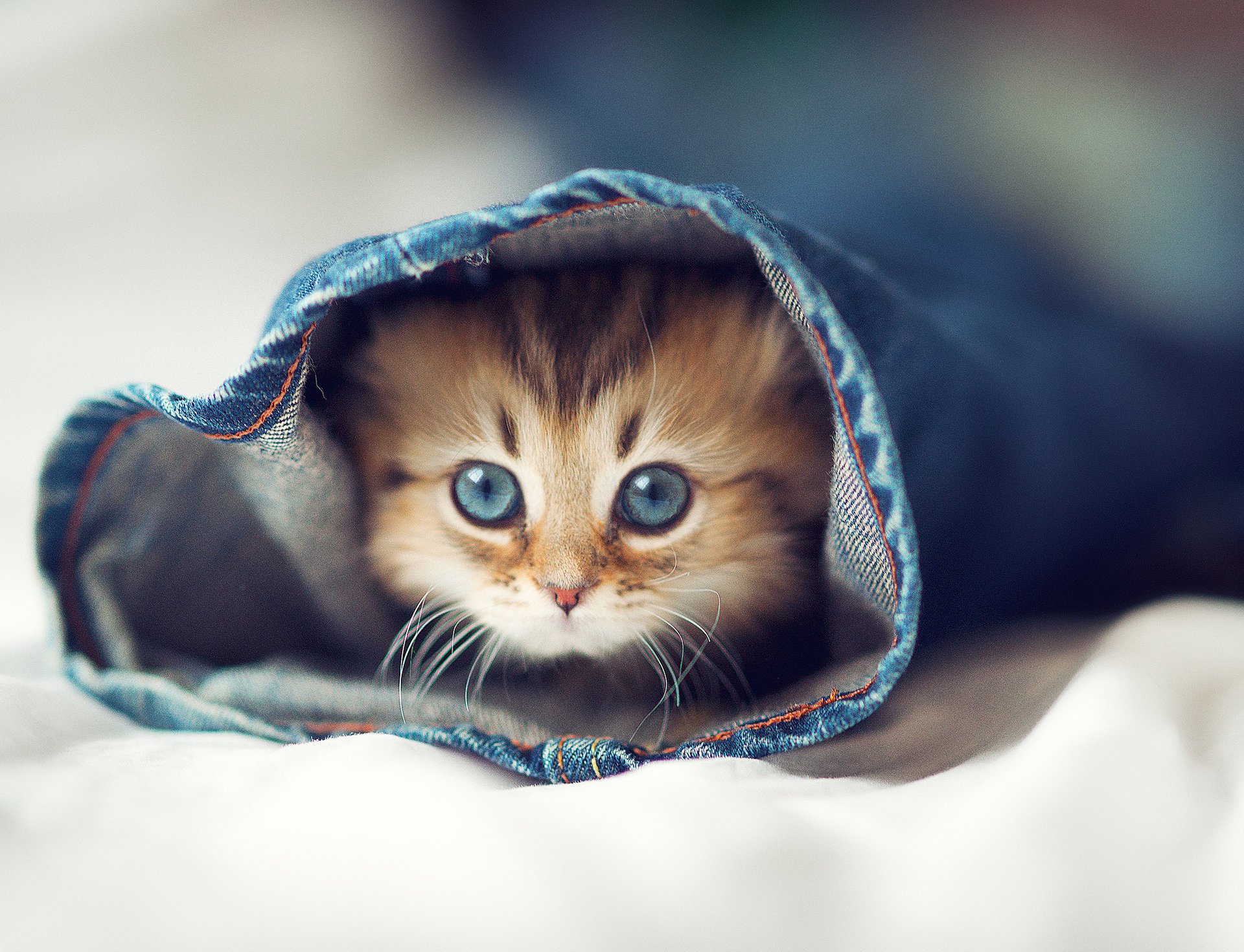 halosha katze katze bett jeans augen kätzchen