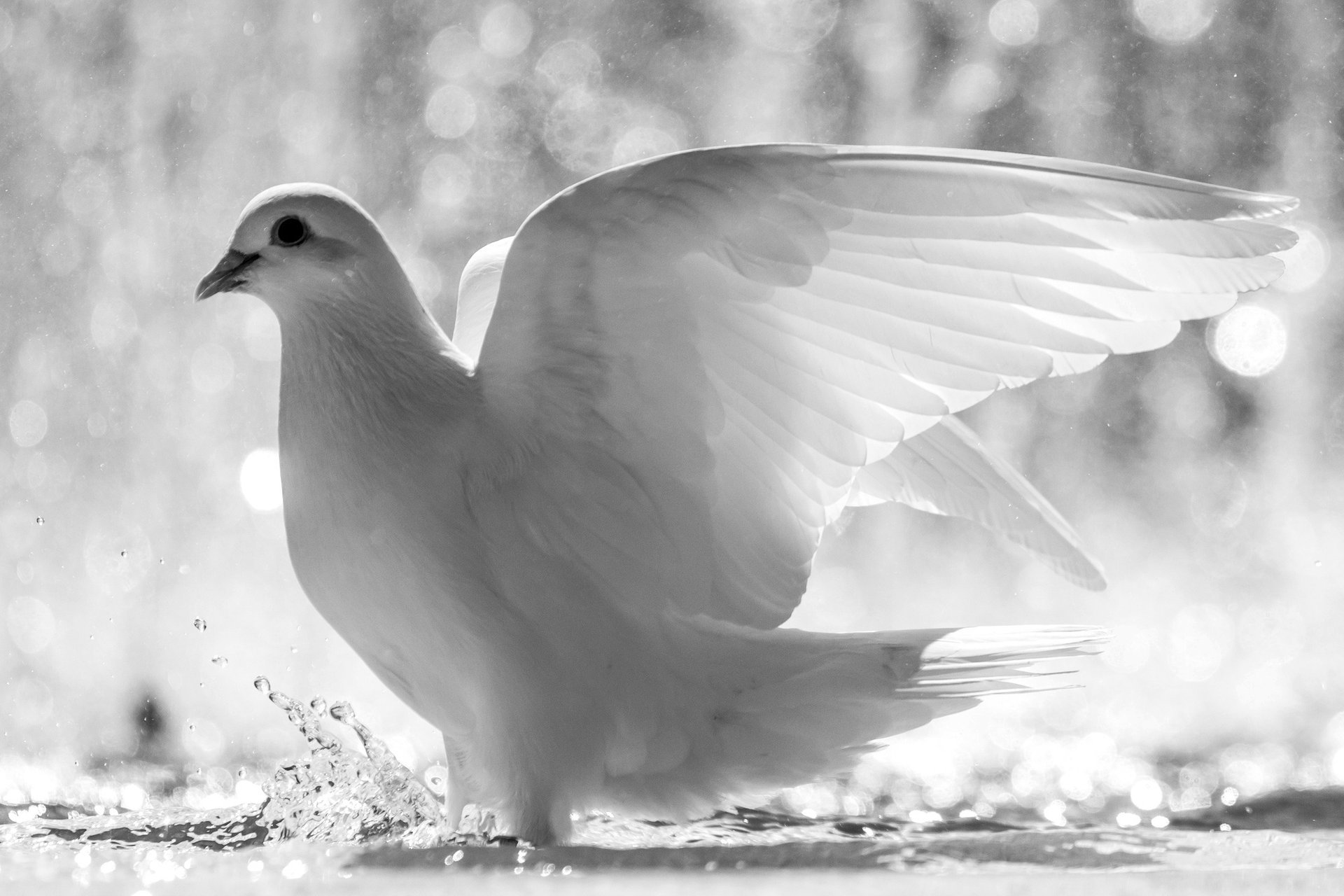 taube spritzen federn wasser weiß vogel flügel