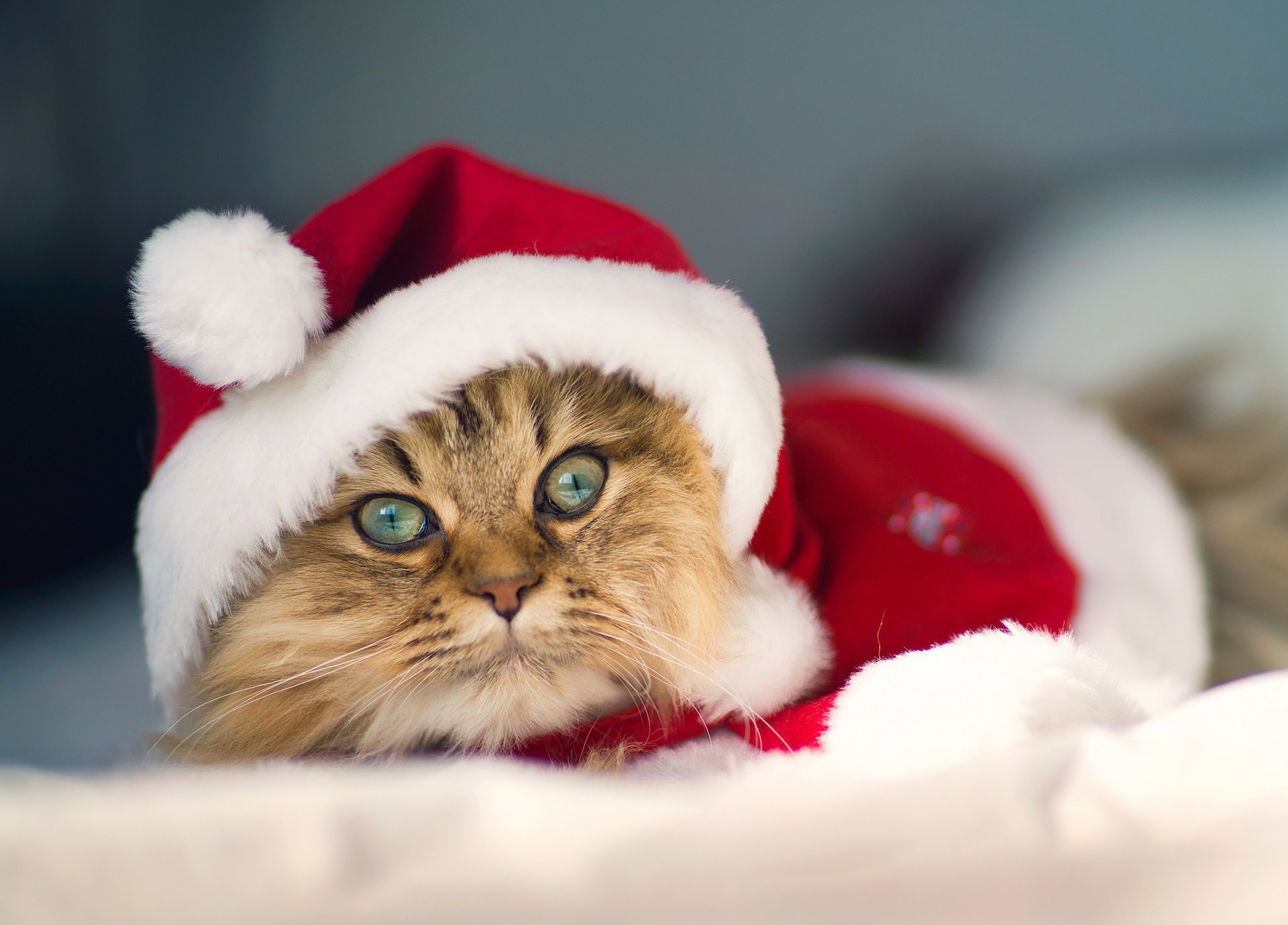 daisy костюм c benjamin torode christmas cat